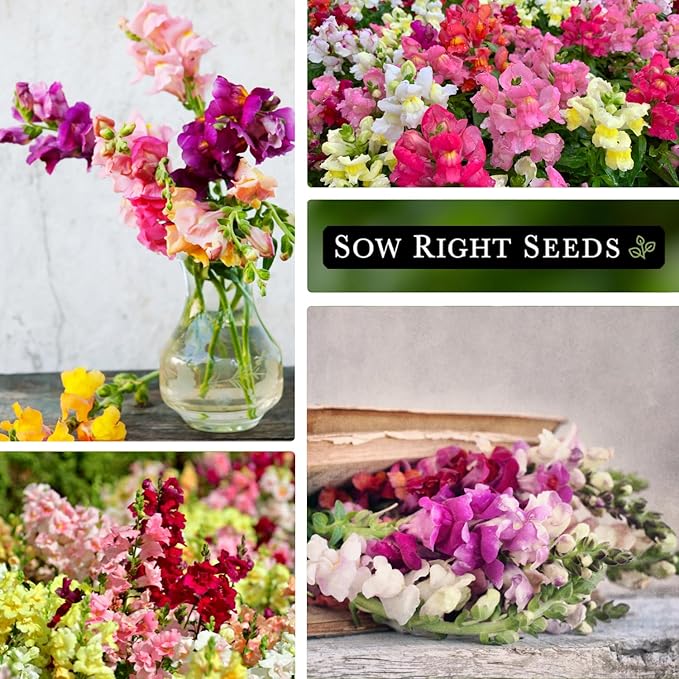 Sow Right Seeds - Tetra Mix Snapdragon Flower Seeds for Planting - Non-GMO Heirloom Packet with Instructions to Grow - Fragrant Annual Flower Spikes in a Mix of Colors - Half Tall for Front Beds (3)