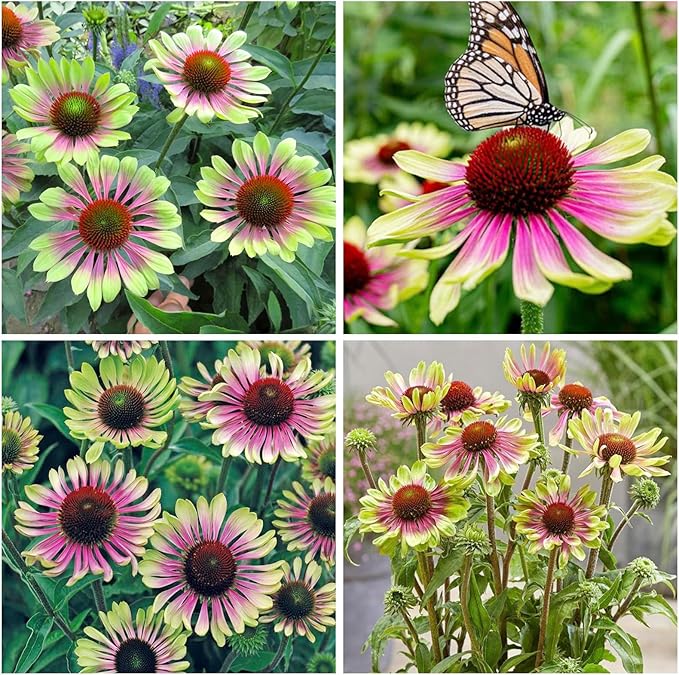 100+ Seed Twister Coneflower Flower Perennial Flower for Planting Outdoor-Non-GMO Heirloom Garden Decoration Grow Easily
