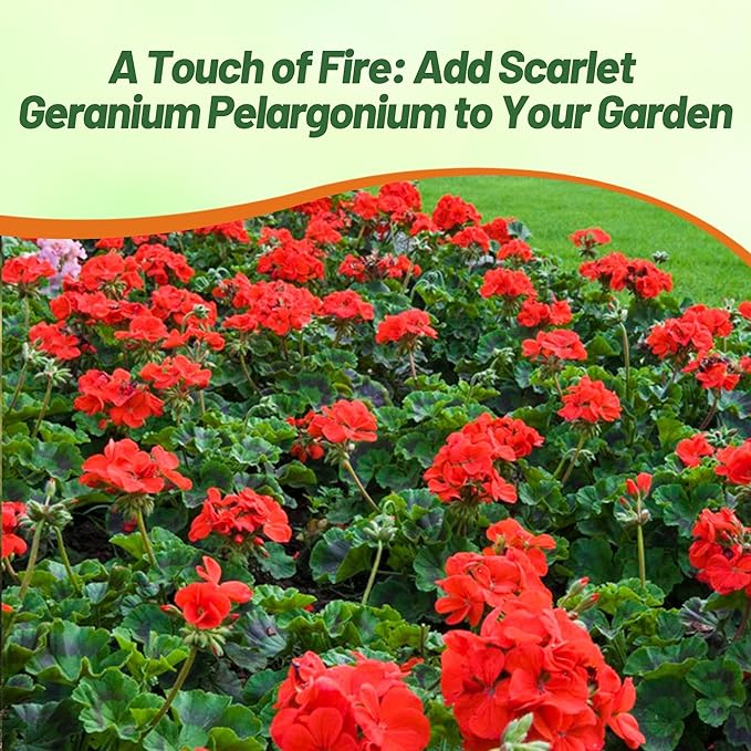 Outsidepride Scarlet Geranium Seeds for Planting - 50 Pcs Annual, Heat & Drought Tolerant Flower Seeds with Green Foliage & Scarlet Blooms for Pots, Borders & Lush Summer Garden Displays