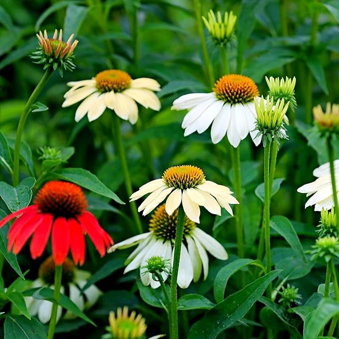 1000pcs Echinacea Coneflower Seeds for Planting, Non-GMO Heirloom Perennial Rare Echinacea Flower Plant Seeds, Landscape Hardy Garden Flowers for Outdoors