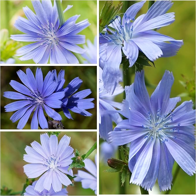 Seed Needs Chicory Seeds for Planting Cichorium intybus - Heirloom & Open Pollinated Wildflowers to Grow a Butterfly Garden that Attracts Butterflies, Bees & Other Pollinators (5 Packs)