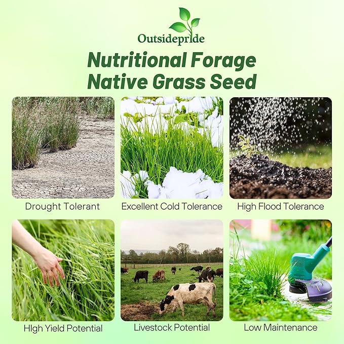 Outsidepride Switchgrass Seed - 10 lbs. Perennial Hardy, Drought & Flood Tolerant Native Grass Seed Ideal Fast-Growing Grasses for Erosion Control, Wildlife Forage & Food Plots, Thrives in Poor Soil
