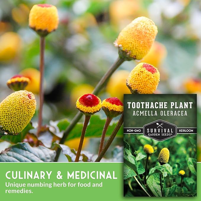 Toothache Plant Seeds for Planting - Acmella Oleracea Spilanthes Buzz Button Electric Daisy Medicinal Herb & Edible Flower - Heirloom Non-GMO Open Pollinated - Survival Garden Seeds (5 Pack)