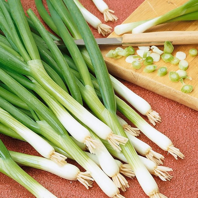 Bunching - Warrior AAS Onion Seeds - 4 Oz ~28000 Seeds - Non-GMO - Vegetable Garden - Allium fistulosum