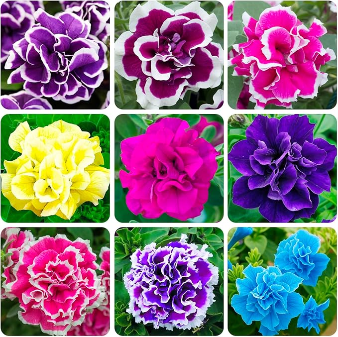 330+Perennial Petunia Double Flower Seed for Planting Outdoor