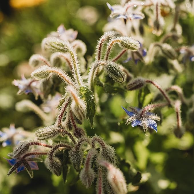 Borage - 100 Seeds - Heirloom & Open-Pollinated Variety, Pollinator-Friendly Non-GMO Herb Seeds for Planting, Grow Medicinal Herbs Indoors/Outdoors in Containers or a Home Garden, Thresh Seed Company