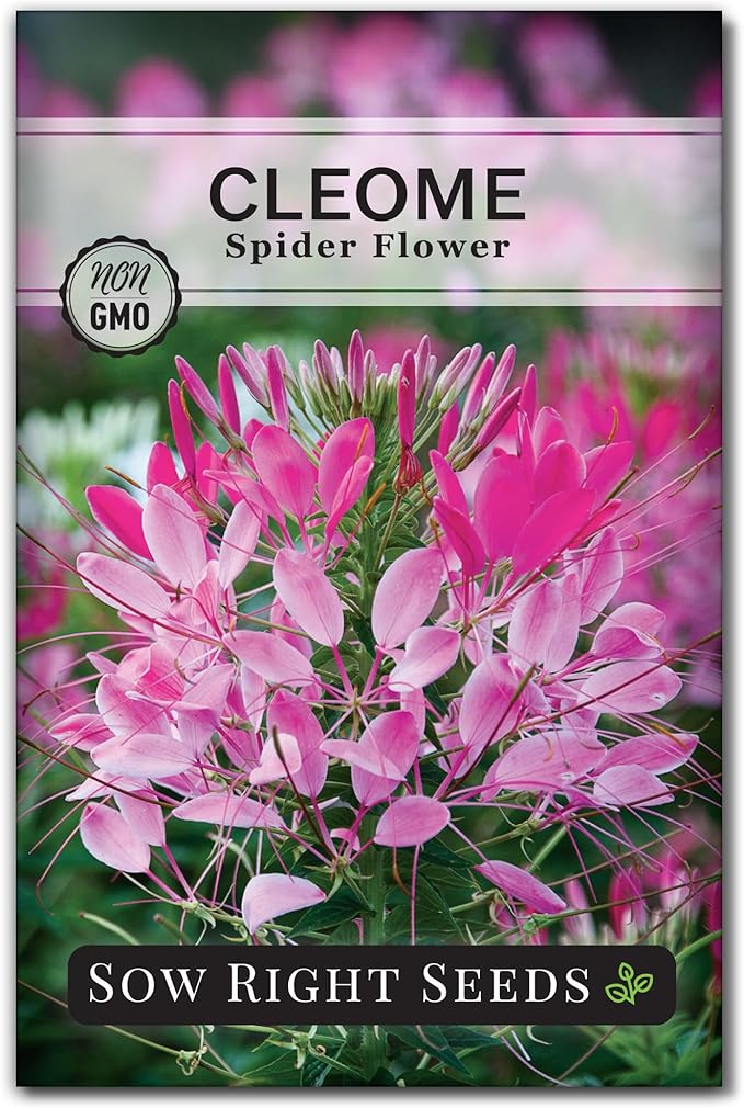Sow Right Seeds - Spider Blend Cleome Seeds for Planting Outdoors - Non-GMO Heirloom Variety - Easy and Fast to Grow - Annual Flower for Vibrant Gardens - Ideal for Butterfly Attracting (1)