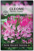 Sow Right Seeds - Spider Blend Cleome Seeds for Planting Outdoors - Non-GMO Heirloom Variety - Easy and Fast to Grow - Annual Flower for Vibrant Gardens - Ideal for Butterfly Attracting (1)