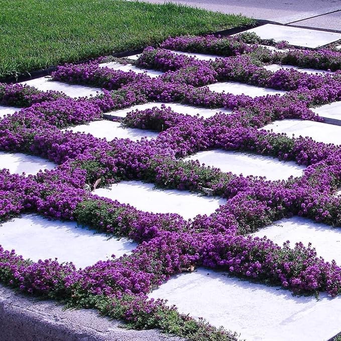 21000+ Creeping Thyme Seeds for Planting Outdoor-Perennial Non-GMO Thymus Serpyllum Magic Carpet Ground Cover Herb Plant in Home Garden