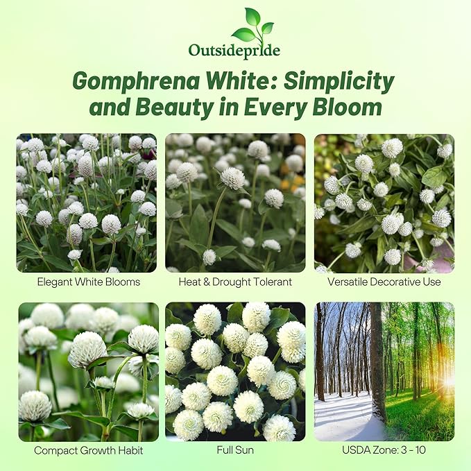 Outsidepride White Gomphrena Seeds - 2000 Pcs Annual, Heat & Drought Tolerant, Pollinator Friendly Globe Amaranth Seeds for Planting w/Vibrant Round Blooms for Beds, Borders, and Arrangements