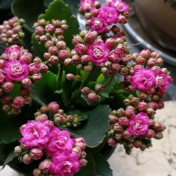 1000+ Kalanchoe Flower Seeds for Planting, Perennial Kalanchoe Flower Seed, Non-GMO Heirloom Rare Limonium Statice Flower Seeds for Home Garden