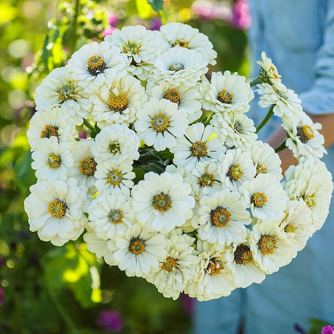 Eden Brothers Zinnia Seeds - Polar Bear, Non-GMO Seeds for Planting, 1 oz | Low-Maintenance Flower Seeds, Plant During Spring, Zones 3, 4, 5, 6, 7, 8, 9, 10