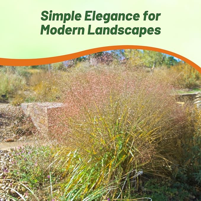 Outsidepride Sand Love Grass Seeds - 5,000 Pcs. Perennial, Easy to Grow, Drought-Tolerant, Tall Ornamental Grass, Thrives in Sandy Soil, Wind & Erosion Control for Landscaping, Year-Round Beauty