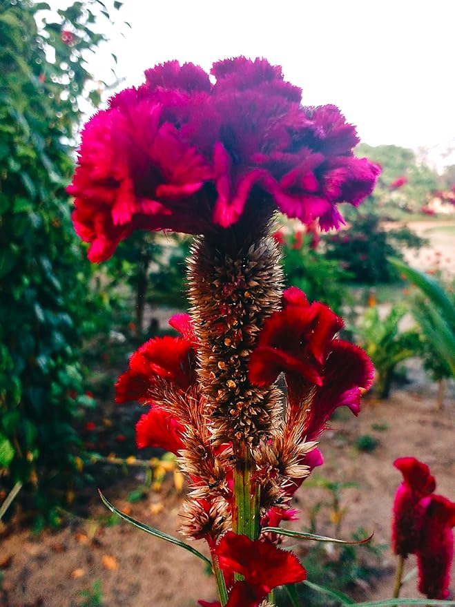 Seeds Cockscomb 200+ Seeds to Grow Celosia Cristata Celosia Argentea VAR. Cristata Velvet Flower Exotic Annual Plant Multicolor Mix