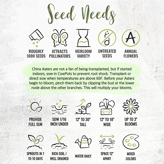 Seed Needs Crego China Aster Seeds for Planting - Heirloom & Untreated - Grow a Butterfly Garden with a Mixture of Colorful Cut Flowers to Pair with Zinnias (2 Packs)