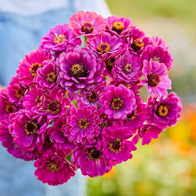 Eden Brothers Zinnia Seeds - Purple Prince, Non-GMO Seeds for Planting, 1 oz | Low-Maintenance Flower Seeds, Plant During Spring, Zones 3, 4, 5, 6, 7, 8, 9, 10