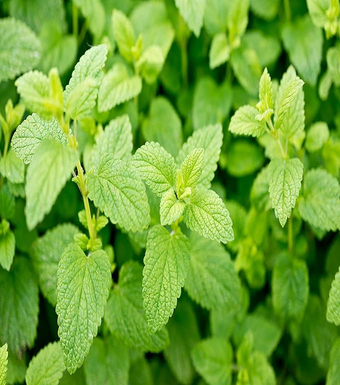 Herbal Tea Seeds Collection, 2000 Seeds, 4 Heirloom Non GMO Varieties, Chamomile, Lemon Balm, Mint, Purple Cone Flower.