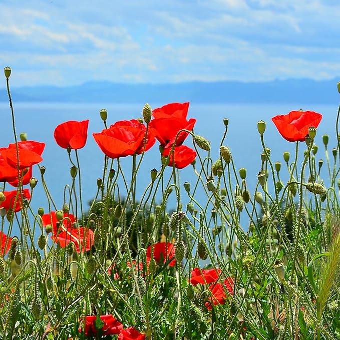 Corn Poppy Wildflower Seeds – 190,000+ Non-GMO Seeds – American Legion Red Poppy – Attracts Bees & Butterflies – Easy-to-Grow Annual for Pollinator Gardens, Meadows & Landscaping