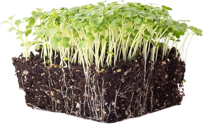 Green Mustard Microgreens Seeds - 1 Lb ~192,000 Seeds - Grow Non-GMO Micro Mustard Herb Greens - Premium Seed - High Germination Rate