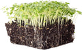 Green Mustard Microgreens Seeds - 1 Oz ~18,000 Seeds - Grow Non-GMO Micro Mustard Herb Greens - Premium Seed - High Germination Rate