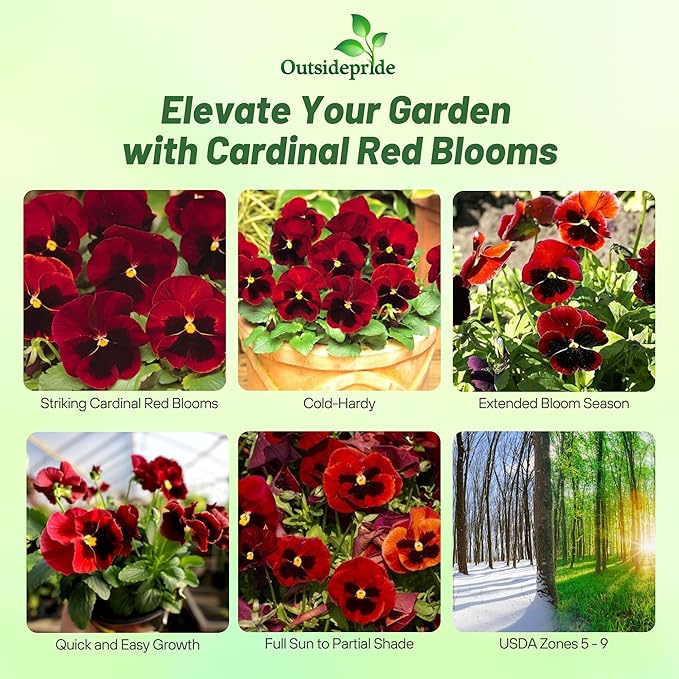 Outsidepride Red Alpenglow Viola Pansy Seeds for Planting - 1,000 Pcs. Biennials, Trailing, Cold-Hardy & Pollinator Friendly Flowers with Fragrant Blooms for Garden Beds, Borders & Container Displays