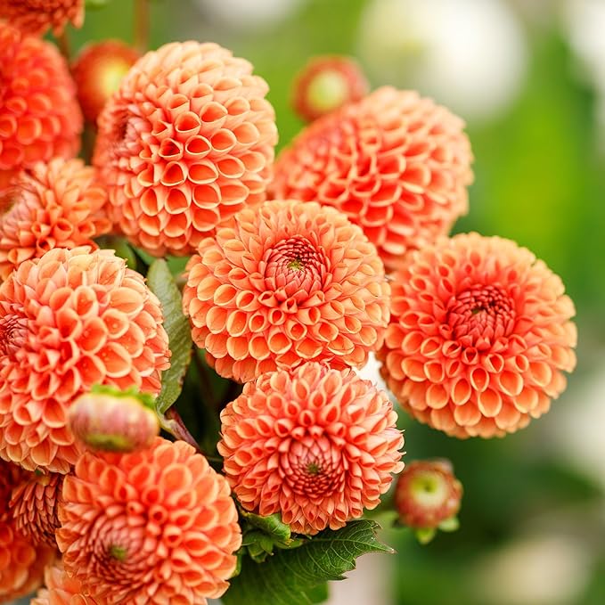 Eden Brothers Dahlia Bulbs (Ball) - Cornel Bronze, Non-GMO Bulbs for Planting, 2 Bulbs | Low-Maintenance Flower Bulbs, Plant During Spring, Zones 8, 9, 10, 11