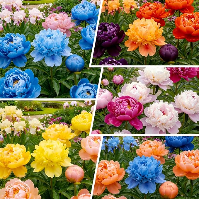 99+ Mixed Colorful Peony Flower Seeds for Planting- Peony Seeds Mixed-Attracts Bees&Butterflies Fragrant Butterfly Non-GMO Heirloom Seeds