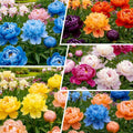 99+ Mixed Colorful Peony Flower Seeds for Planting- Peony Seeds Mixed-Attracts Bees&Butterflies Fragrant Butterfly Non-GMO Heirloom Seeds