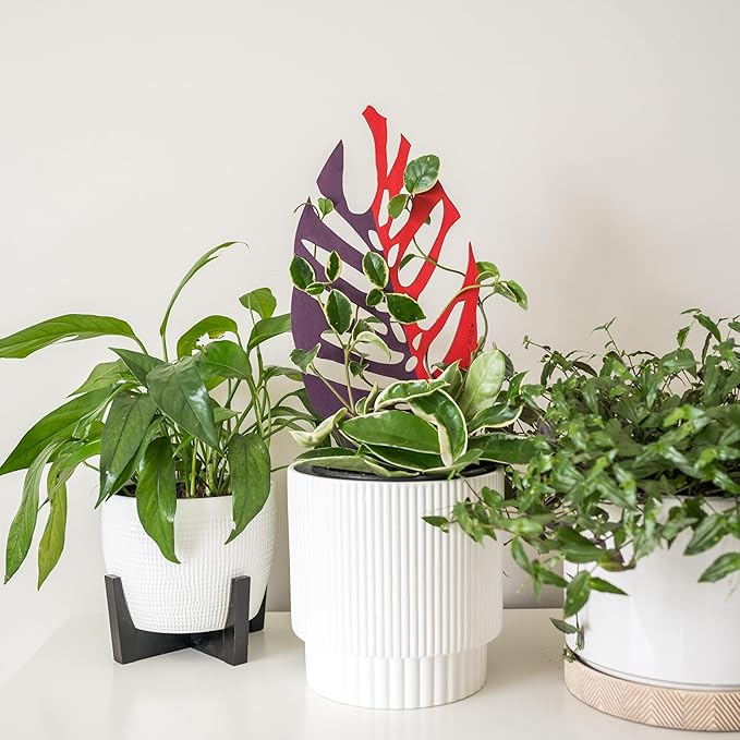 Treleaf Bare™ Bundle – Monstrella + Palmella - Set of 2 Wooden Plant Trellises for Indoor Climbing Houseplants – 12” Tall Customizable Leaf-Shaped Plant Supports