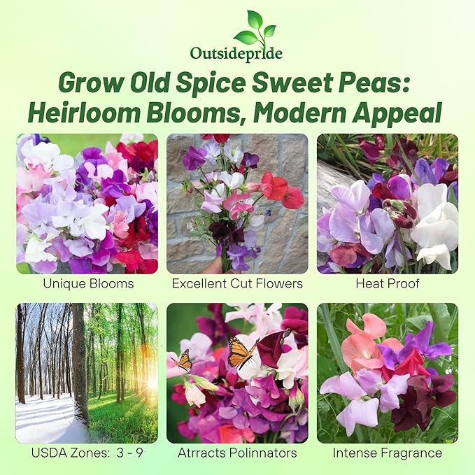 Outsidepride Old Spice Mix Sweet Pea Seeds - 200 Pcs Annual, Easy to Grow, Vine Seeds for Planting Fragrant, Long-Lasting Flowers with Free-Flowering Habit & Tall Size for Vertical Gardens