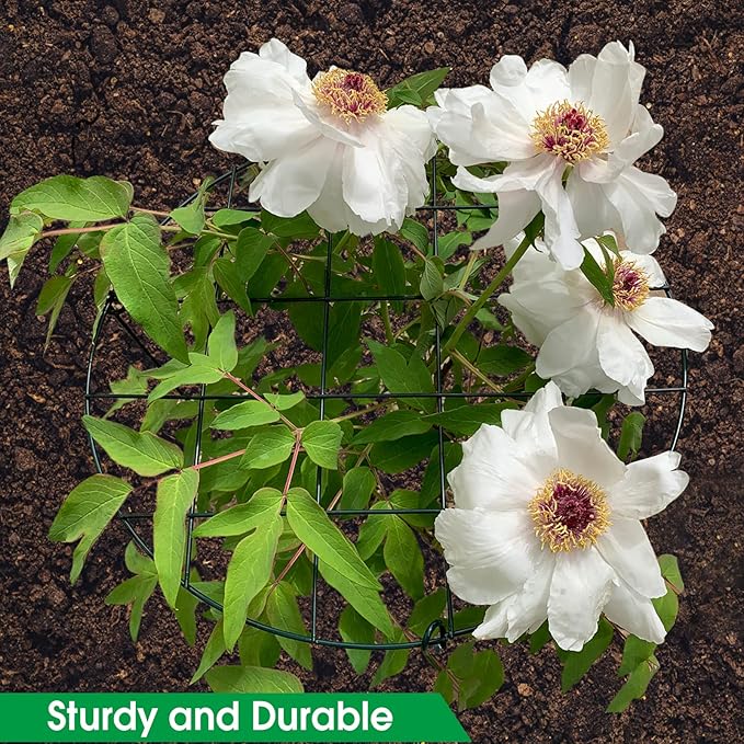 6 Pack 16 x 24 Inch Peony Support Cage Grow Through Plant Supports for Outdoor Plants Peony Ring Hoop Grow Through Grid Stakes