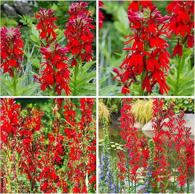 210+ Red Cardinal Flower Lobelia Cardinalis Seeds for Planting-Non-GMO Heirloom Plant Seeds Garden Outdoor