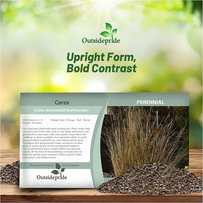 Outsidepride 200 Seeds Perennial Carex Buchananii Red Rooster Ornamental Grass Seed for Planting
