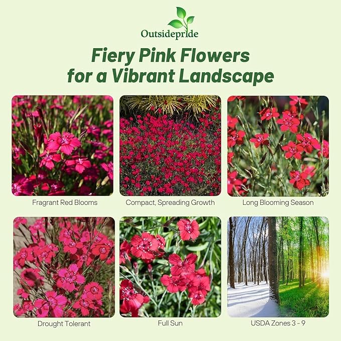 Outsidepride Deltoides Maiden Pink Dianthus Seeds for Planting - 10000 Pcs Easy to Grow Hardy Perennial Flower Seeds with Colorful & Fragrant Blooms for Mixed Planting, Containers & Pollinator Gardens