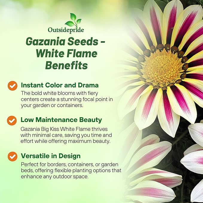 Outsidepride White Flame Gazania Seeds for Planting – 50 Pcs Perennial, Low-Maintenance, Drought-Tolerant Ground Cover Seeds for Vibrant Summer & Fall Flowers, Great for Outdoor Gardens