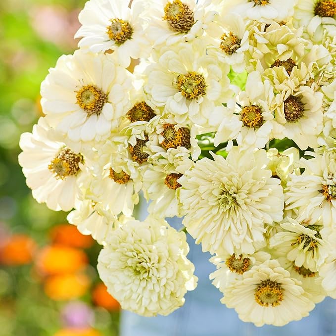 Eden Brothers Zinnia Seeds - Cactus Snowman, Non-GMO Seeds for Planting, 1/4 lb | Low-Maintenance Flower Seeds, Plant During Spring, Zones 3, 4, 5, 6, 7, 8, 9, 10