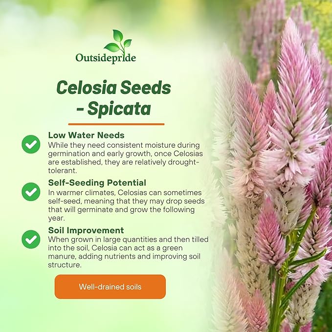 Outsidepride Spicata Celosia Seeds - 1000 Pcs Perennial Tall Weather-Resistant Flower Seeds for Planting Vibrant Plumes, Great for Containers, Borders, Pollinator-Friendly Gardens & House Plants