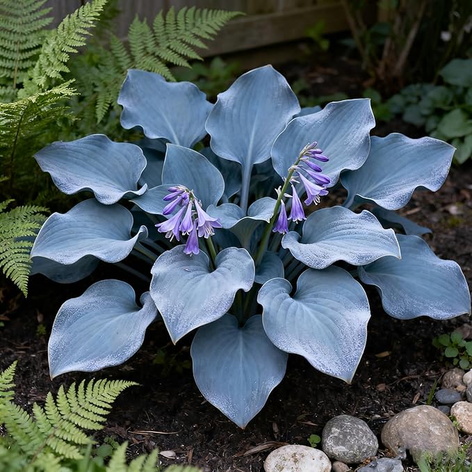 Hosta Seeds for Planting, 300+ Mixed Color Perennial Hosta Seed, Heirloom Non-GMO Hosta Seeds for Bonsai Decoration, Home Garden
