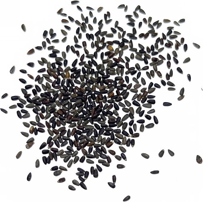 Seed Needs Hyssop Seeds for Planting Blue Hyssop Herbs - Non-GMO Heirloom & Untreated Hyssopus officinalis Seed to Plant an Indoor/Outdoor Medicinal Herb Garden (2 Packs)