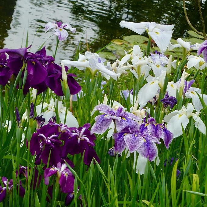 Mixrug Iris Seeds for Planting, 70pcs Non-GMO Heirloom Perennial Violet Iris Flower Seeds, Rare Beauty Home Garden Blooming Flowers Plants for Outdoors Indoors