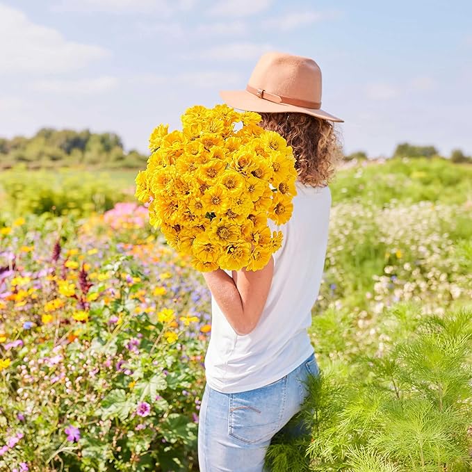 Eden Brothers Zinnia Seeds - Golden State, Non-GMO Seeds for Planting, Packet | Low-Maintenance Flower Seeds, Plant During Spring, Zones 3, 4, 5, 6, 7, 8, 9, 10