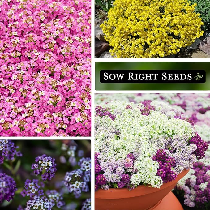 Sow Right Seeds - Sweet Alyssum Flower Seed Collection for Planting - White, Purple, Pink, and Yellow Blossoms - Non-GMO Heirloom Varieties to Plant in Home Garden - Groundcover with Tiny Blooms