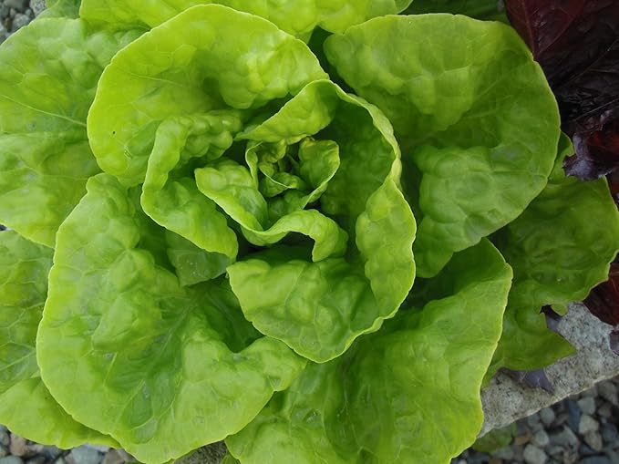 The Living Farm, Cold Hardy Lettuce Seed Collection, Non GMO, Hierloom, Open Pollinated, 2400mg of Seed Latuca Sativa