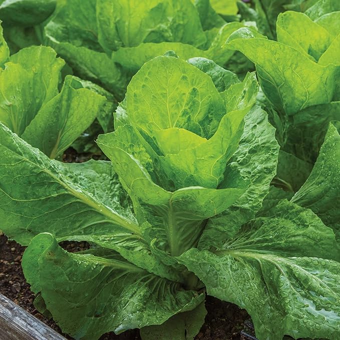 Burpee Sugarloaf Escarole Seeds - Romaine-Type Endive Greens