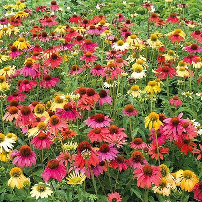 800 Mixed Coneflower Seeds - Echinacea Flower Perennial Chrysanthemum Bloom Flowers Rare Plant Flower Seed Coneflower Seeds