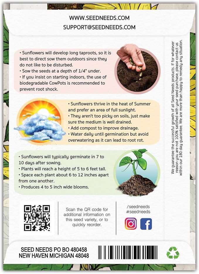 Seed Needs Lemon Queen Sunflower Seeds for Planting Sunflowers - Heirloom & Open Pollinated Flower Seed to Plant & Grow an Outdoor Home Grown Butterfly Garden (1 Pack)