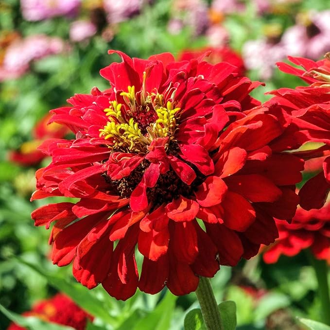 Seed Needs Zinnia Seeds for Planting Scarlet Flame Zinnias - Heirloom & Open Pollinated Annual Cut Flowers Perfect for Bouquets - Plant a Wildflower Butterfly Garden (1 Pack)
