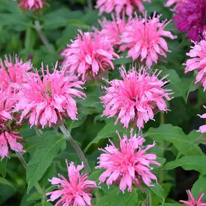 500 Pink Bee Balm Seeds – Vibrant Monarda Blooms for Pollinator-Friendly Gardens