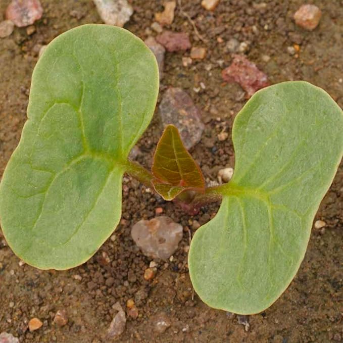 Seed Needs, Yellow Four O' Clock Seeds - 60 Heirloom Seeds for Planting Mirabilis Jalapa - Tender Perennial Flowers to Attract Butterflies, Hummingbirds & Other Pollinators (5 Packs)
