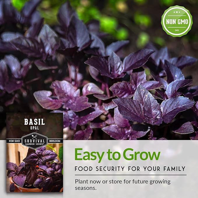 Opal Basil Seed for Planting - Packet with Instructions to Plant and Grow Delicious & Unique Purple Basil Herb Plants in Your Home Vegetable Garden - Non-GMO Heirloom Variety - Survival Garden Seeds